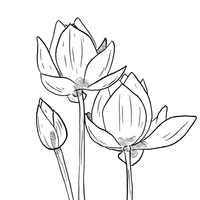 Ikigai Lotus